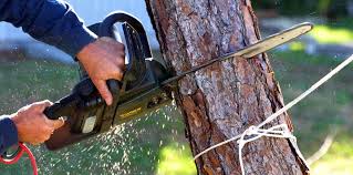 How Our Tree Care Process Works  in  Cottonwood, CA