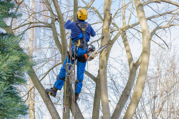Best Tree Trimming and Pruning  in Cottonwood, CA