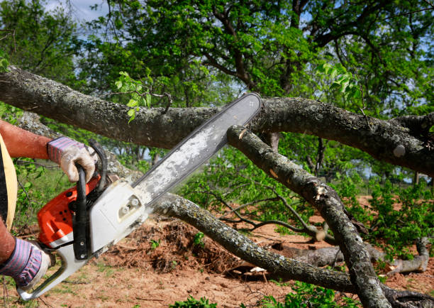 Best Tree and Shrub Care  in Cottonwood, CA